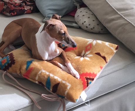 そばにいるペットちゃんの気持ちを読み取ります 可愛い相棒のペットちゃんの気持ちや意思疎通のお手伝いです。 イメージ1