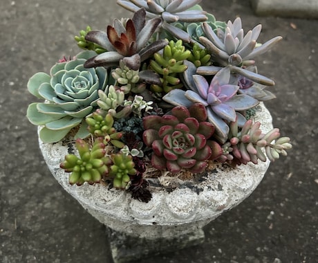 植物の画像を見ながらアドバイスします リアルタイムの植物の画像を見ながら、アドバイスを致します。 イメージ1