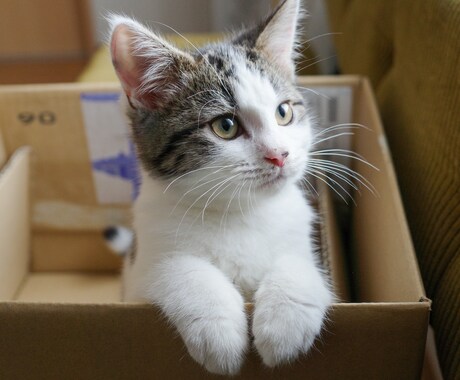 一人暮らしで猫を迎えたい方の相談に乗ります 一人暮らしで猫と暮らして4年。仕事しながら育てるコツを伝授！ イメージ1