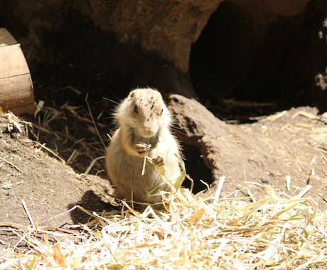 写真を出品します 自然、動物、食べ物などの写真となります。時々脱線します。 イメージ2