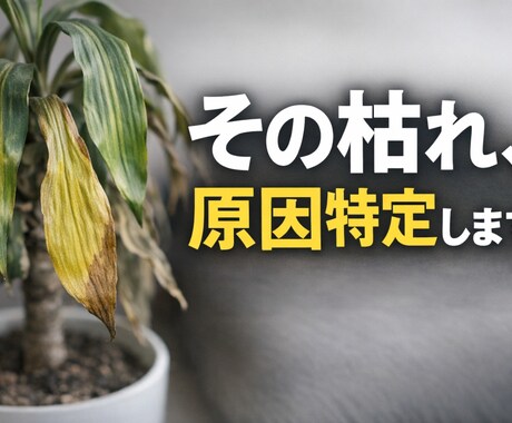 枯れかけ観葉植物を写真で原因特定します 「その症状、放置すると手遅れかも」 イメージ1