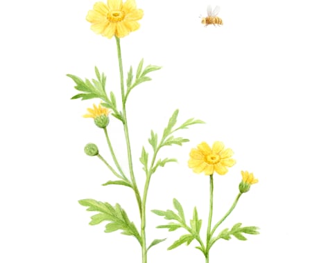 水彩画で植物イラストを描きます ボタニカルアートのようなイラストならおまかせください イメージ2