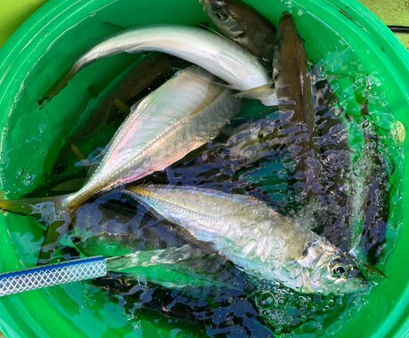 海釣りに行く事前準備のあれこれおしえます 海釣り全般の持ち物、天気の見方、おすすめの船宿など イメージ1