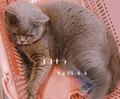 相談、愚痴、なんでも聞きます 優しい、癒される、と定評のある声です。 イメージ1