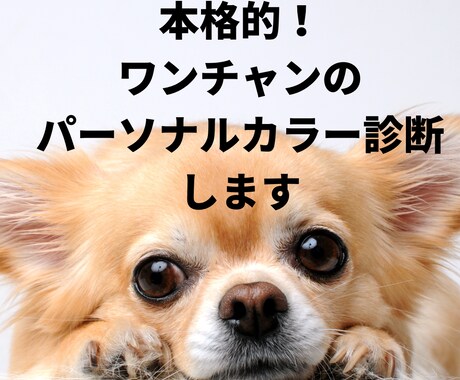 愛犬のパーソナルカラー診断させていただきます ワンチャンでもできる！本格パーソナルカラー診断！ イメージ1