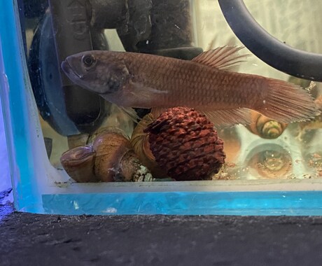 熱帯魚の飼育教えます 熱帯魚飼育の楽しさを提供させていただきます イメージ1