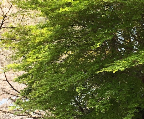 お話したら和みます 迷ったら気楽にに遊びに来てください。あなたはきっと大丈夫。 イメージ1