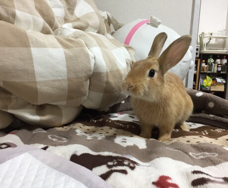 うさぎを飼いたい方にオススメ！飼い方教えます うさぎを飼おうか迷っている方に飼い方教えます！ イメージ1
