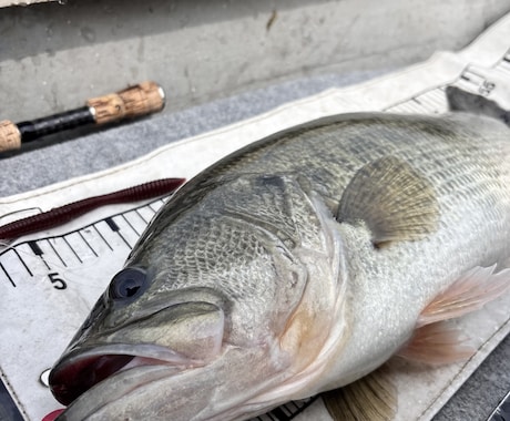 琵琶湖バス釣りSNS運用/動画作成できます バス釣りSNSを強化したい、お客様を楽しませたい！ イメージ1