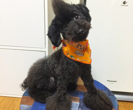 あなたやご家族の生活にぴったりの犬種を紹介します これからワンダフルな生活をする予定のご家族に！ イメージ1