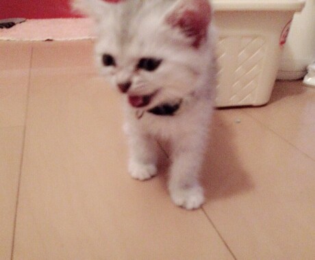 猫ちゃんに関する相談のります 猫を飼ってみたい方飼っている方の相談に乗ります。 イメージ1