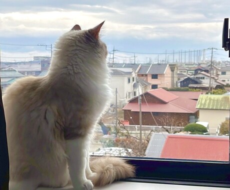 副業相談 : 物販の戦略・ノウハウを伝授します 数のフリマ取引＆ファン獲得実績！高利益の物販運用をサポート イメージ2