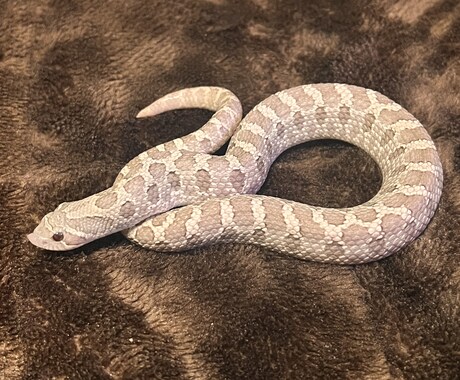 爬虫類の飼育に関してのご相談をお受け致します 動物の飼育に関する相談、アドバイス等受け付けます イメージ1
