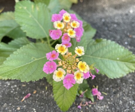色んな恋をしてきたからこそアドバイスできます 会話を重ねて話し合い悩みを解決していけたらと思います。 イメージ1