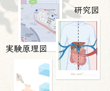研究図・論文図・医学イラスト作成します 学会発表・実験原理図・細胞経路図・手術説明図まで対応できます イメージ1