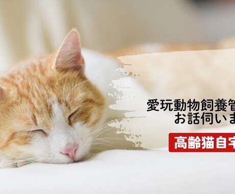 高齢猫の介護のお悩み、ご相談お受けします ​20年の猫飼育経験と専門知識であなたの不安に寄り添います イメージ1
