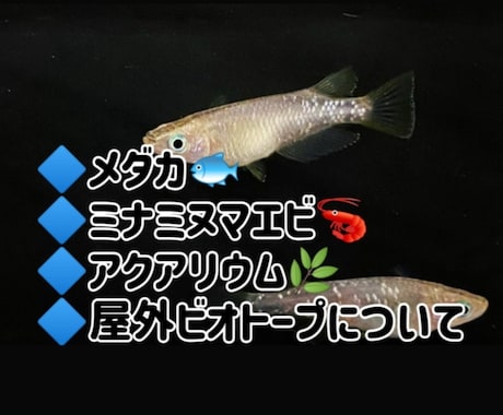 メダカ/ミナミヌマエビ飼育初心者主婦がお聞きします おうち時間の癒し⭐メダカ/ミナミヌマエビ/飼育お話聞かせて♪ イメージ1