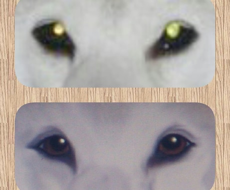 ペットの赤目を修正します 犬猫の飼い主さん、写真が綺麗に撮れなかった時に イメージ1