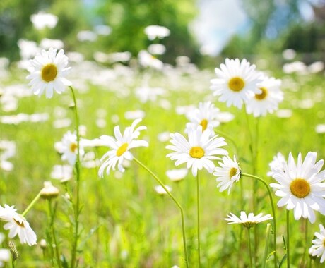 花束をもらった！お花屋さんの切り花名前答えます 元花屋＊花って調べようがない…お答えします！ イメージ1