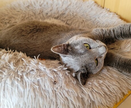 猫ちゃんに関する悩みや相談のります ・猫ちゃんの飼い方・多頭飼育の方法・初めて猫ちゃんを飼う イメージ2