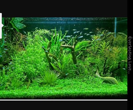 熱帯魚や水草の育てかた教えます イメージ1