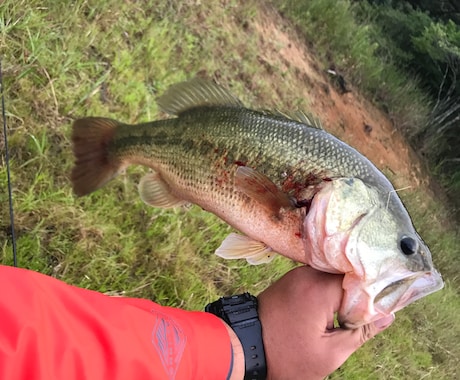 ブラックバスの釣り方ルアー選びお教えします まだ釣りを始めたばかりの方、小物しか釣れずにお悩みの方 イメージ1