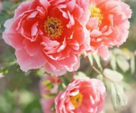 届かない片思い、迷う心を幸せな恋へ導きます 今の辛い片思いを卒業し、あなたらしい幸せな恋を始めませんか？ イメージ2