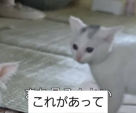 ショート動画のキャプション入れます Instagram・TikTok動画のキャプション入れ イメージ1