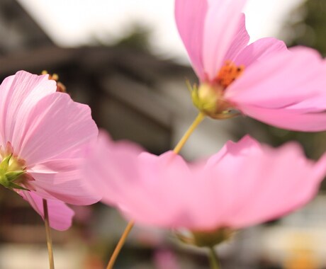 恋愛相談！なんでもお答えします。 イメージ1