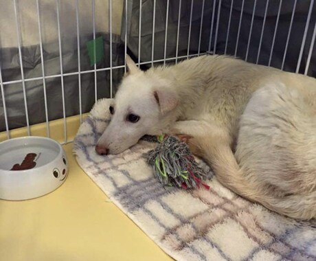 保護犬の預かりボラさんのご相談のります イメージ1