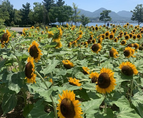 あなただけのこの一度きりの人生の道案内します 思い切り手を伸ばす勇気を持って、それだけの価値はあるから。 イメージ2