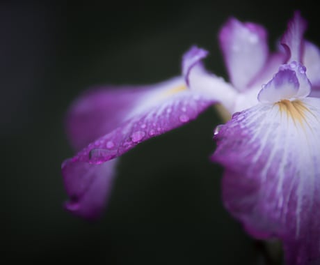 一眼レフで季節のお花を撮ります 季節に沿ったお花を一眼レフカメラで撮り提供します！ イメージ2