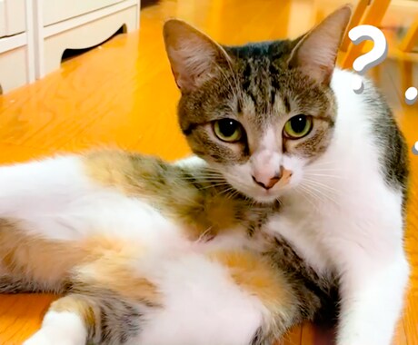 女性クリエイターがオリジナルムービーを制作します 大切な愛犬・愛猫の思い出作りにムービーを制作してみませんか？ イメージ2