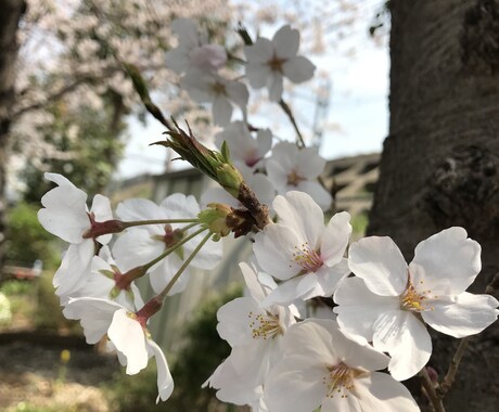何でもぉ話聞きます。子育て、恋愛、愚痴、聞きます 顔がわからない、知らないこそ話せる事ありませんか？ イメージ1