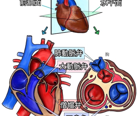 説明図、絵柄、描きます 解剖学、生理学、体についてのイラスト承ります！