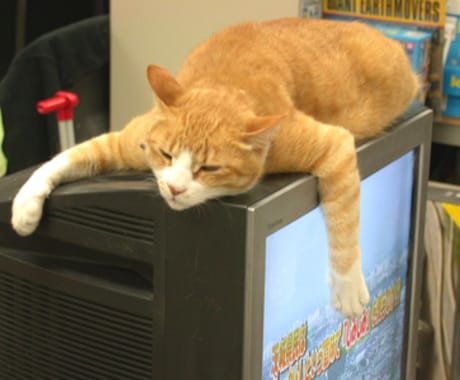 ぐうたら占いします 人類初‼️ぐうたら占い。忘れかけた脱力の力をご体験下さいませ イメージ1