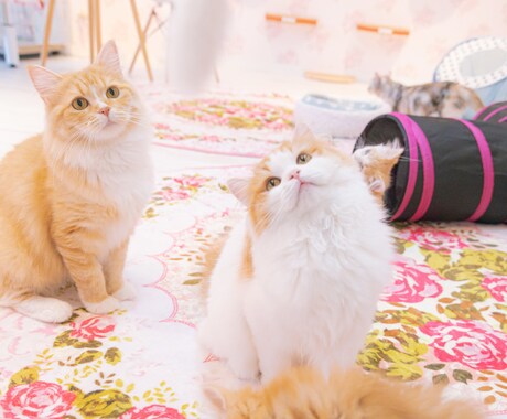 お試し価格◆あなたのお心と寄り添い向き合います ご自身やお悩みと向き合いたい方、お話を聞いてほしい方へ。 イメージ1