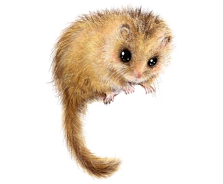 リアルな動物イラスト描きます ペットやお客様の好きな動物をお描きします。 イメージ1