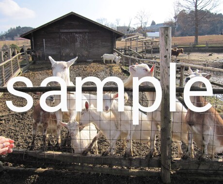 動物写真(ヤギ特集)を提供します ヤギたちの可愛くて癒される写真です♪ イメージ2