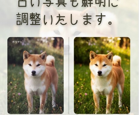 写真から虹の橋のあの子と再会する動画を作ります 1枚の写真から亡き最愛のペットの面影が蘇る動画を制作します。 イメージ2