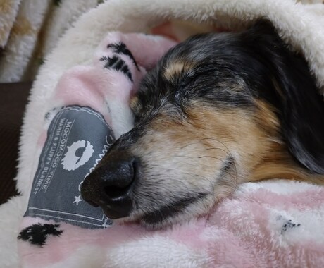 老犬介護の相談にのります 老犬介護でお悩みの方へ、お話聞かせてください イメージ1