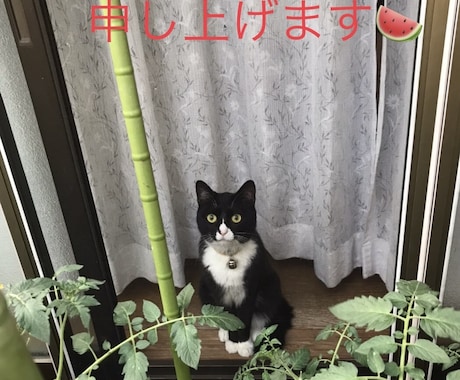 猫カウンセラーがお話し聞きます 悩めるYou猫が聞いて、猫がお返事いたしますのにゃ イメージ1