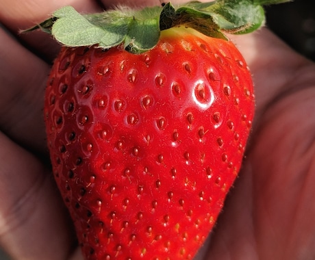 イチゴの作り方教えます イチゴを生産しています。ぜひ聞いてみて下さい。 イメージ1