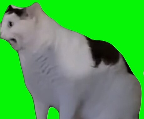 猫ミームの動画を作ります あなたの面白い体験談を猫ミームに編集します イメージ1