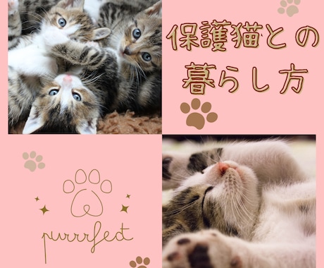 保護猫についてボランティア歴7年の私が教えます 保護猫を飼いたい✨ボランティアをしたい✨疑問にお答えします！ イメージ1
