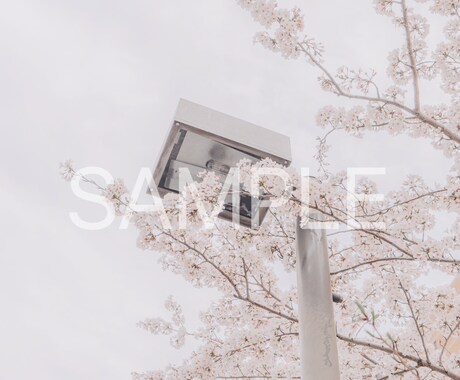 春の撮影　桜の写真素材10枚を提供します 色々な用途で使用できる素材写真をご提供します。 イメージ2