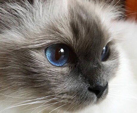 ペットの飼育方法のご相談やお悩みを解決します 動物を適切に飼育し、より生活を豊かにしましょう。 イメージ1