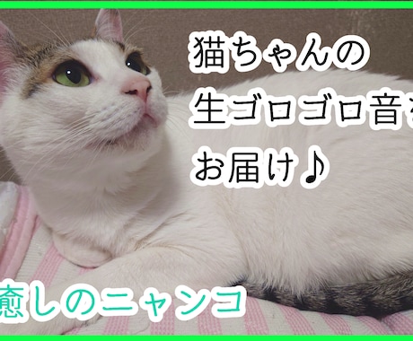 猫ちゃんのゴロゴロ生音をお聞かせします 猫ちゃん大好き、ゴロゴロ音をリアルライブで聴きたい方！ イメージ1