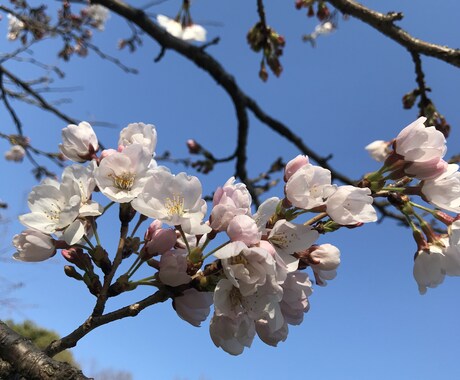 ワンコインであなたの様々なお話聞きます お友達感覚で気軽に話しましょう♪雑談やさまざまなお悩みOK イメージ2