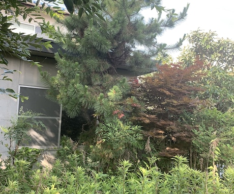 空き家の庭掃除！除草、庭木の剪定します 実家が！転勤で持ち家が！苦情が！を解決します。 イメージ1
